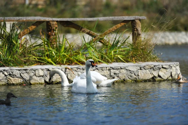 Bonito cisne jovem no lago — Fotografia de Stock