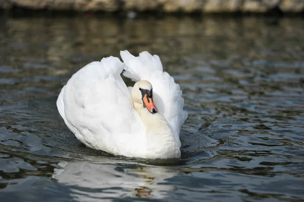 Krásná mladá labuť v jezeře — Stock fotografie