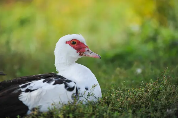 Patos Moscovo — Fotografia de Stock