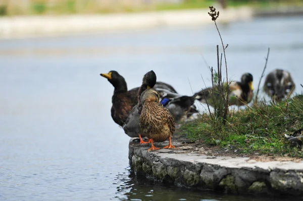 Wild ducks — Stock Photo, Image