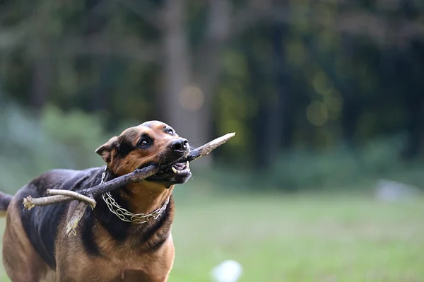 Chien courant avec un bâton dans la bouche dans une herbe — Photo