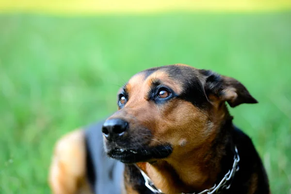 犬の肖像画 — ストック写真