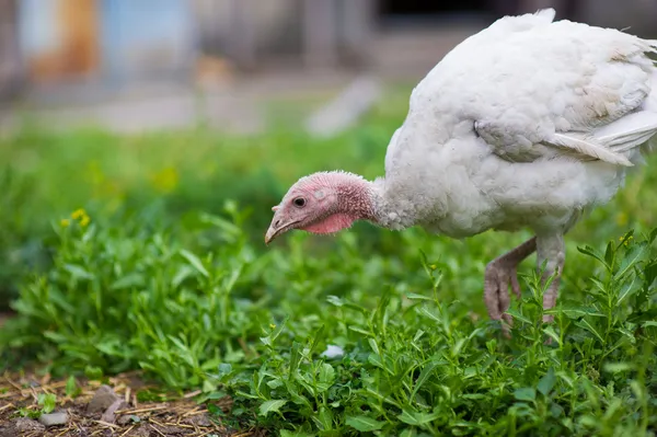 Young turkey on a farm — Stock Photo, Image