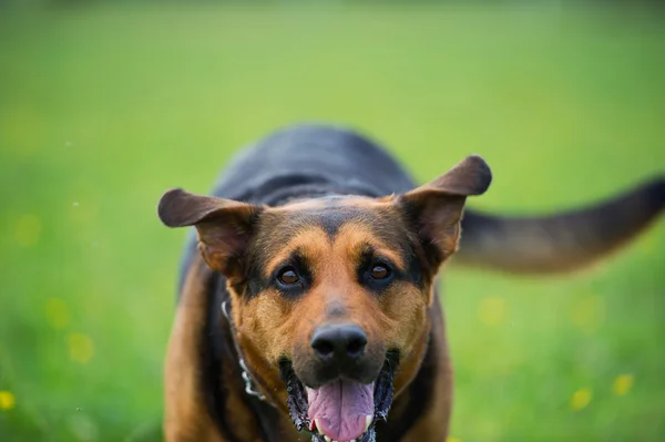 Cane da passeggio — Foto Stock