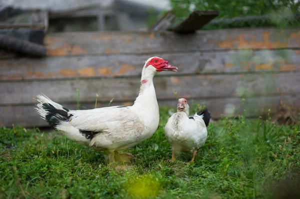 Muscovy Ducks — Stock Photo, Image