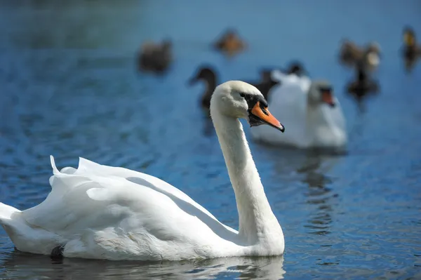 Hermosos cisnes jóvenes en el lago —  Fotos de Stock