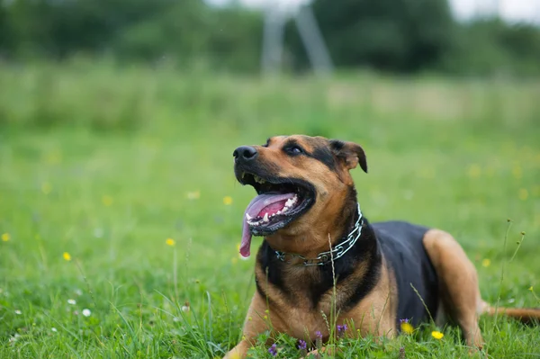 Gelukkige hond — Stockfoto