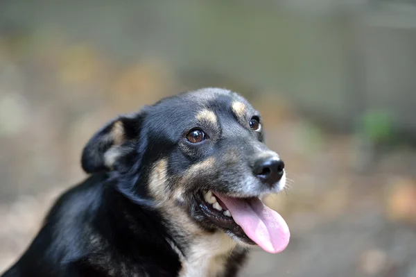 Porträtt av hund — Stockfoto