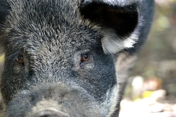 Wildschweine im Herbstwald — Stockfoto