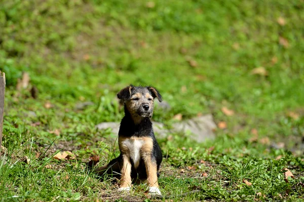 Chiot en plein air — Photo