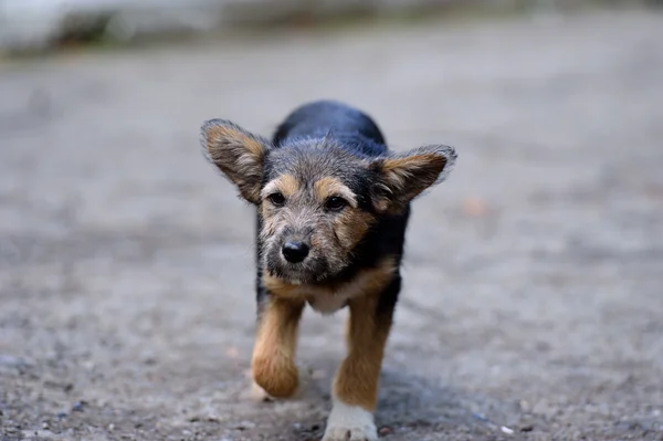 Anak anjing di luar — Stok Foto