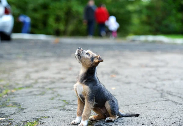 Cachorro al aire libre — Foto de Stock