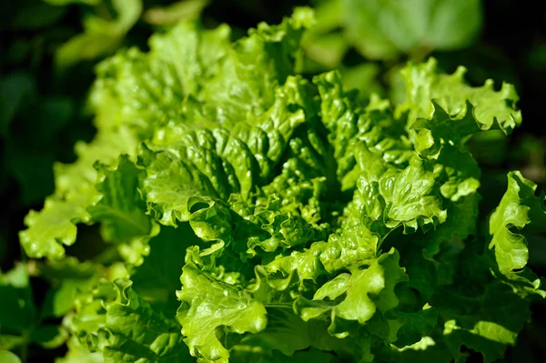 Groene salade in een tuin — Stockfoto