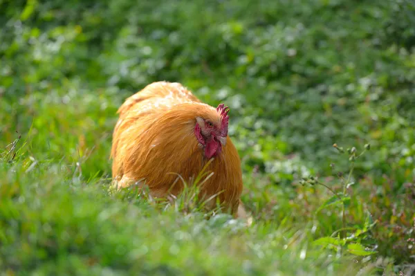 A fűben egy farmon csirke — Stock Fotó
