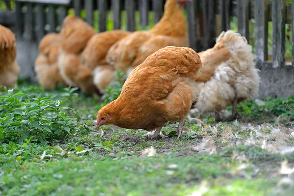 Pollo en la hierba en una granja —  Fotos de Stock