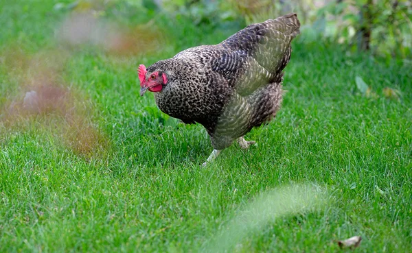 Poulet dans l'herbe sur une ferme — Photo