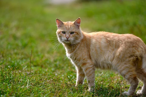 Roodharige kat — Stockfoto