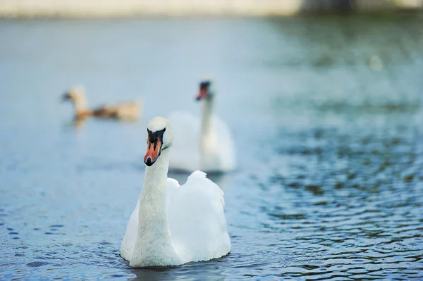 Belos cisnes jovens no lago — Fotografia de Stock