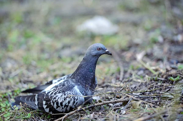 Pombo — Fotografia de Stock