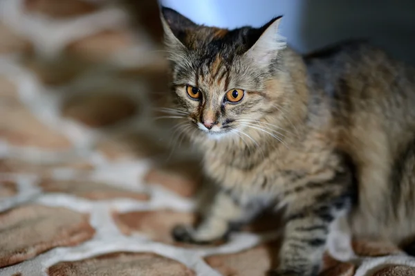 Gato gracioso — Foto de Stock