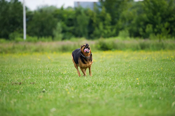 Laufhund — Stockfoto