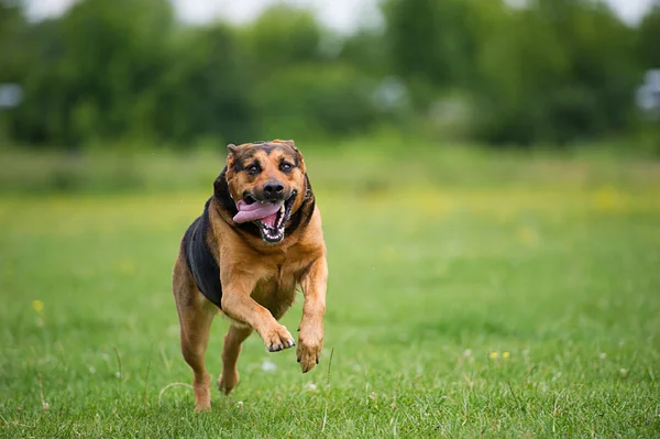 Бегущая собака — стоковое фото