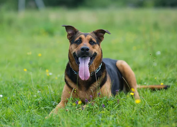 Szczęśliwy pies — Zdjęcie stockowe