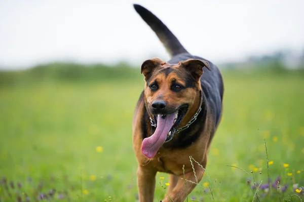 Perro divertido — Foto de Stock