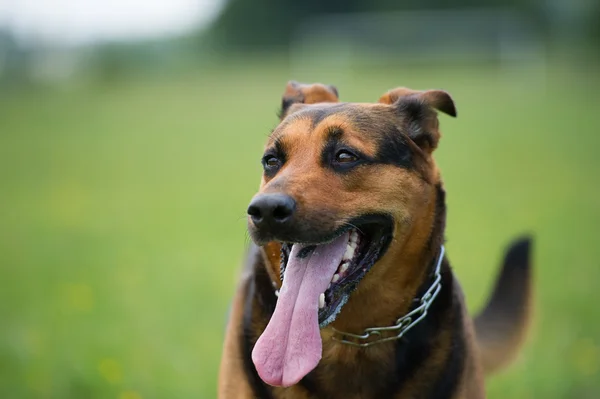 Cão feliz — Fotografia de Stock