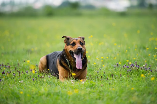 Grappige hond — Stockfoto