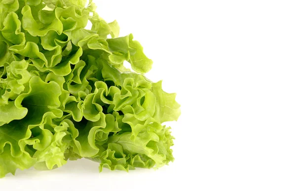 Grüner Salat isoliert auf weißem Hintergrund — Stockfoto