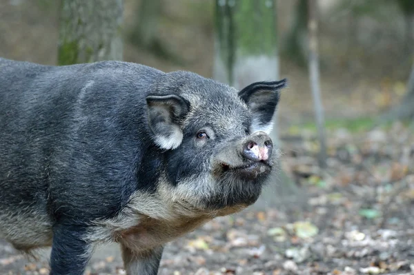 Cinghiale nella foresta autunnale — Foto Stock