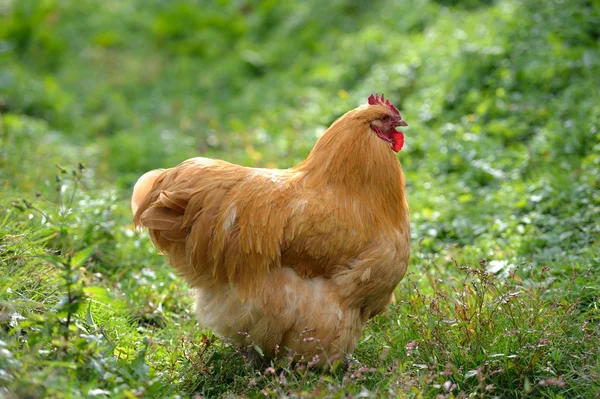 Kuře v trávě na farmě — Stock fotografie