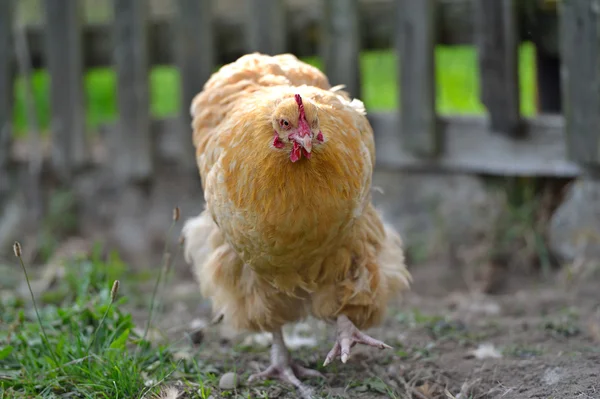 Chicken in grass on a farm — Stock Photo, Image