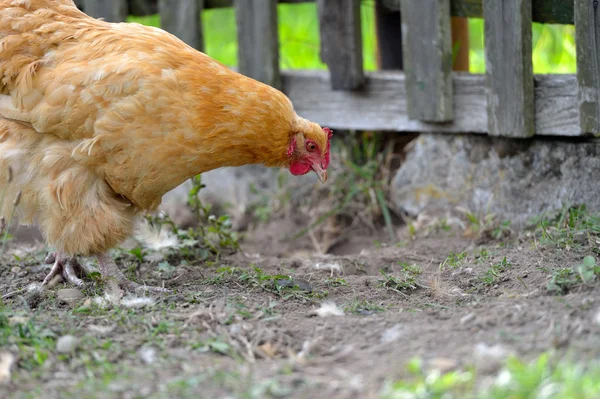 Pollo in erba in una fattoria — Foto Stock