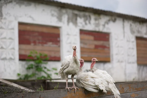 年轻的火鸡农场 — 图库照片