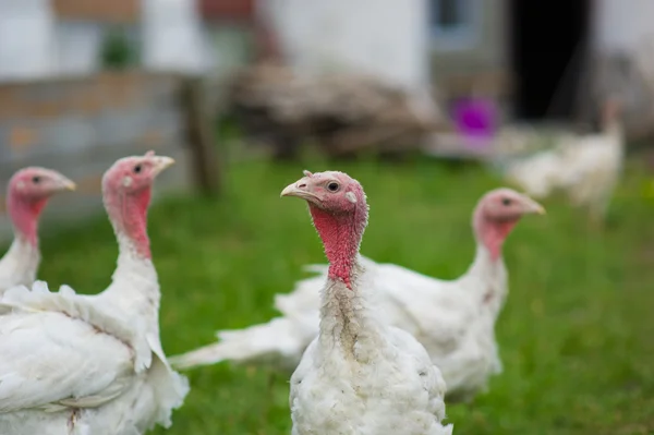 Young turkeys on a farm — Stock Photo, Image