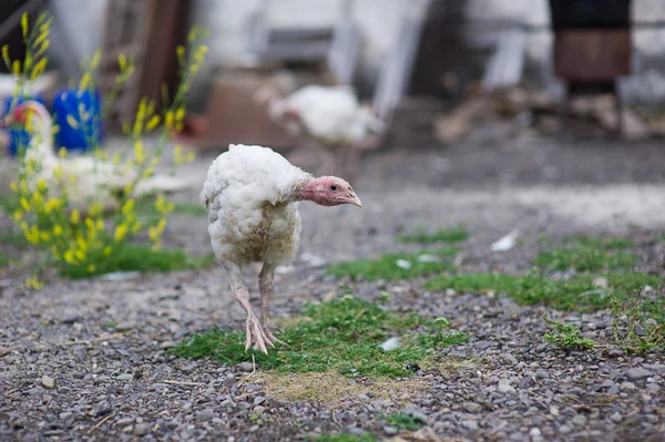 Jonge kalkoenen op een boerderij — Stockfoto