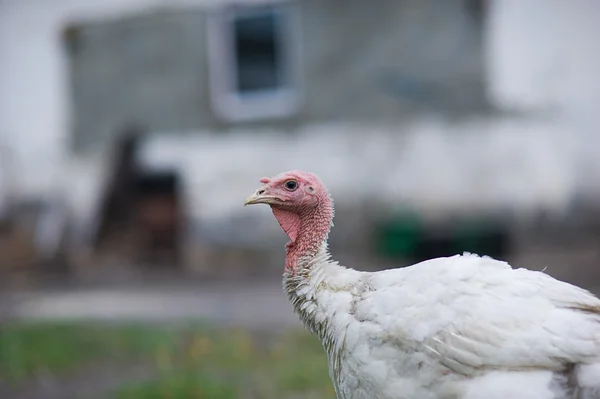 Jonge kalkoenen op een boerderij — Stockfoto