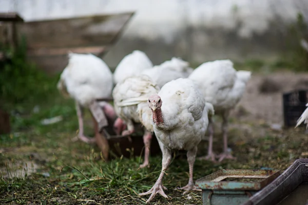 Jonge kalkoenen op een boerderij — Stockfoto