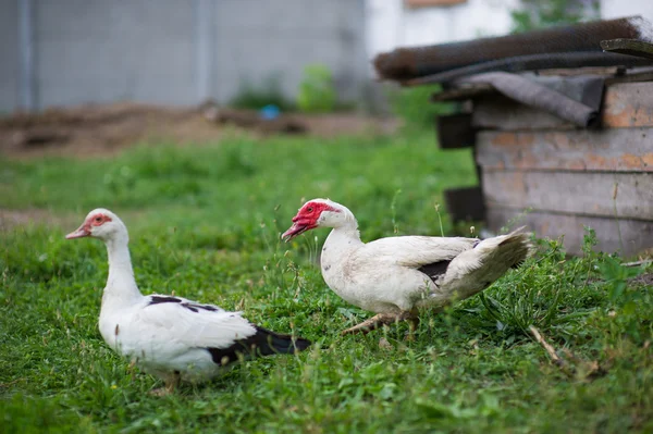 Muscovy Ducks — Stock Photo, Image