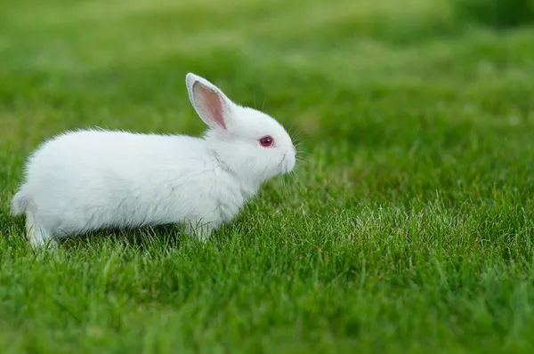 Baby weißes Kaninchen im Gras — Stockfoto