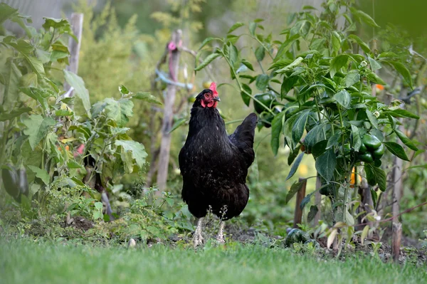 Kip in gras op een boerderij — Stockfoto