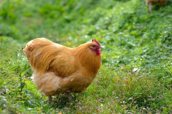 Chicken in grass on a farm — Stock Photo, Image