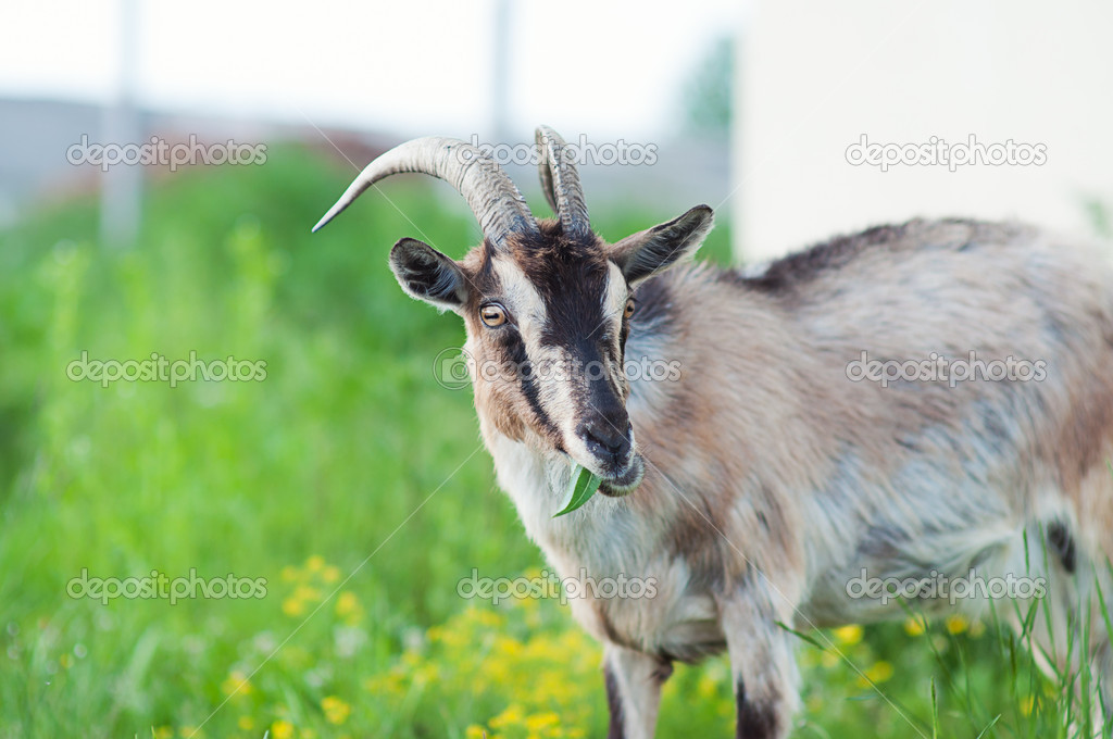 Goat eating a grass