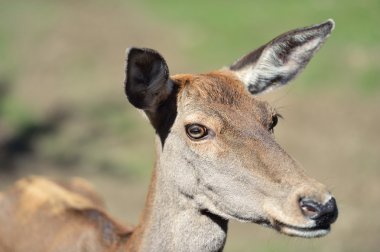 doğal yaşam alanı geyik