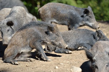 Ormanda yaban domuzu