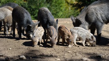 Ormanda yaban domuzu