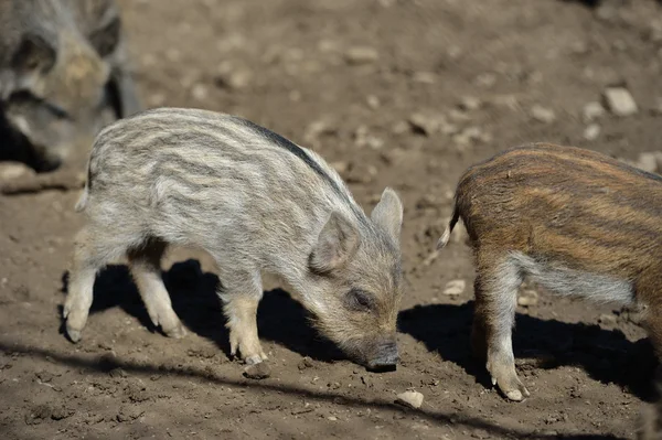 Junges Wildschweinbaby im Wald — Stockfoto