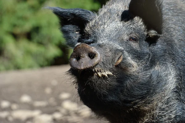 Wild boar in forest — Stock Photo, Image